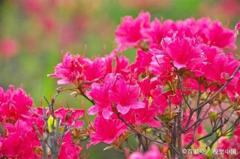 家裡種杜鵑花好嗎|杜鵑花種植新手指南